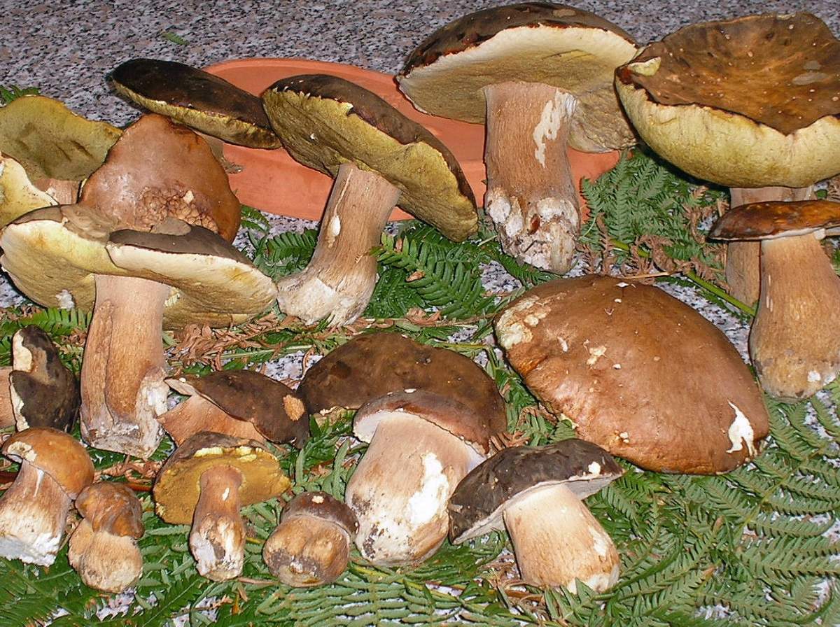 Porcini del querceto